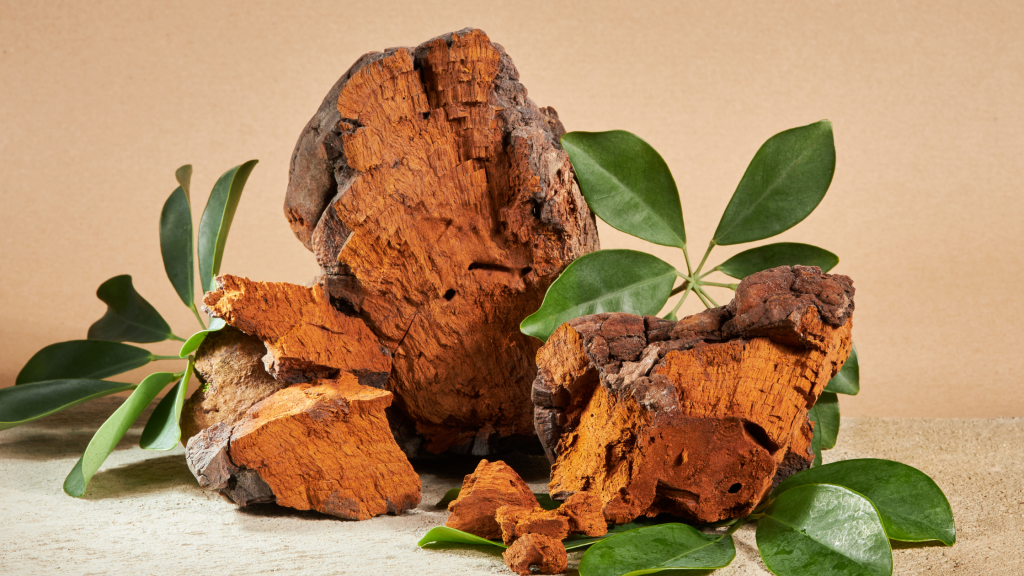 The Remarkable Benefits of Chaga Mushrooms: Nature's Superfood