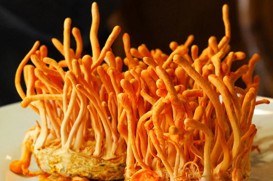 Fuel Your Vitality with Cordyceps Mushroom: Nature’s Energy Booster